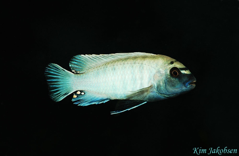 Pseudotropheus sp. 'polit' Lion's Cove